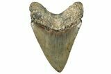 Fossil Megalodon Tooth - North Carolina #328328-2